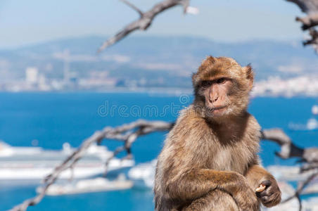 直布罗陀的巴巴里猕猴