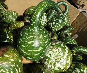 鹅颈管拖车鹅颈葫芦,天鹅葫芦,丝瓜,照片