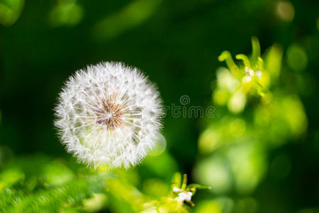 蒲公英花的特写作为背景