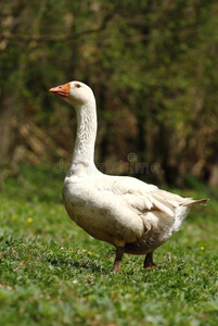 育种鹅国内阿尔卑斯山图片