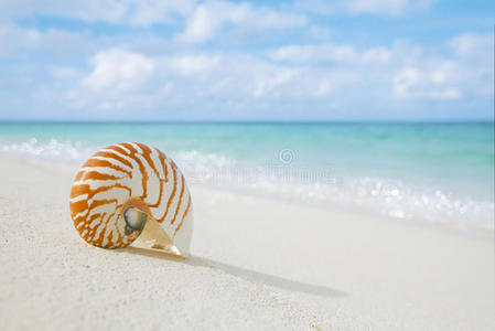 鹦鹉螺贝壳在白色沙滩上，抵御海浪