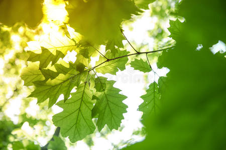 绿色新鲜橡树叶与阳光照片