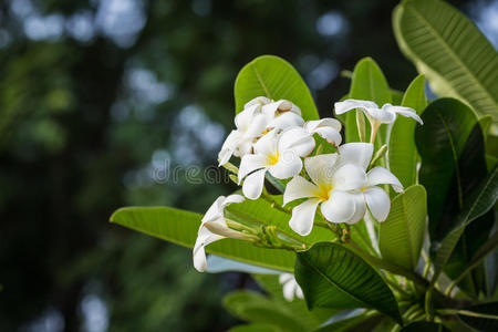 自然 寺庙 巴厘岛 花瓣 夏天 盛开 美丽的 特写镜头 植物