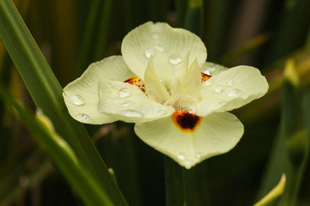 开花 花园 露水 花头 花瓣 液滴 多年生植物 树叶 虹膜