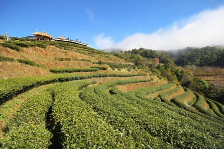 多昂康山清迈泰国草莓园