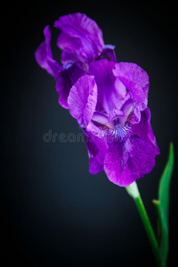 植物学 美丽的 紫红色 特写镜头 自然 虹膜 鸢尾 美女