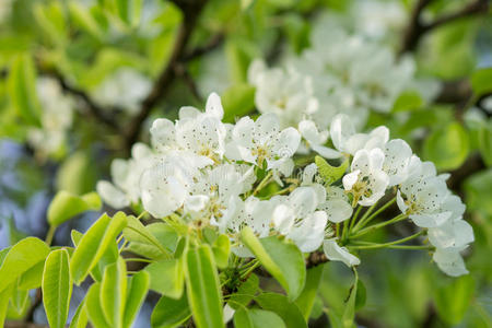 花园里盛开的梨树。