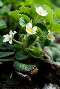 花的 公司 盛开 领域 开花 颜色 季节 场景 灌木 花瓣