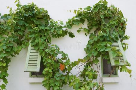 框架 窗口 存在 建筑 爬山虎 花园 树叶 外观 纹理 植物