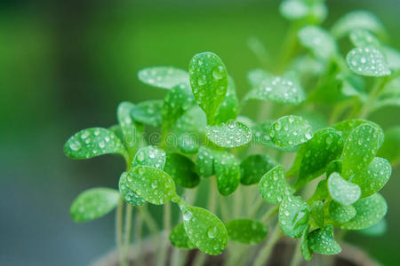 露水青草