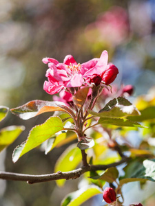 森林 小枝 自然 花瓣 果园 花园 风景 公司 盛开 分支