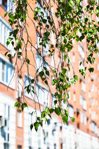 绿色桦树和城市住宅的分支