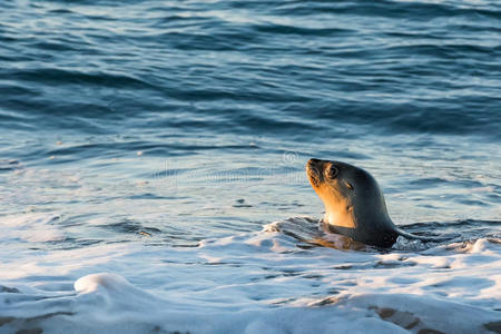 美国人 海岸 马德林 大西洋 阿根廷 哺乳动物 海滩 自然