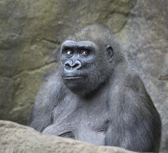 灵长类动物 野生动物 眼睛 面对 大猩猩 非洲 猴子 自然