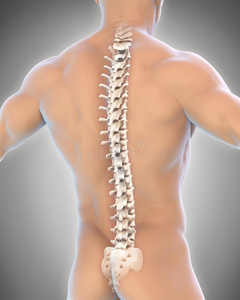 人体男性脊柱解剖学