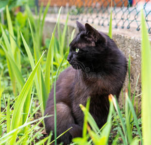 草丛中的警觉猫