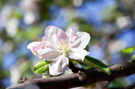 花枝