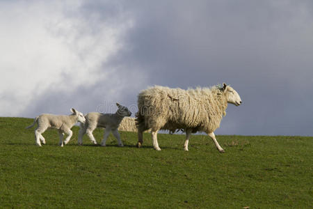 春天 动物 可爱的 羔羊 自然 毛茸茸的 新生儿 季节 农业