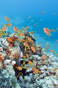 珊瑚礁与鱼群鳞鳍珊瑚，水下