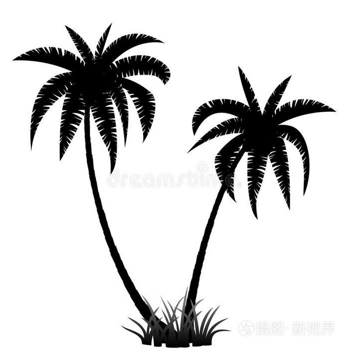 棕榈树剪影