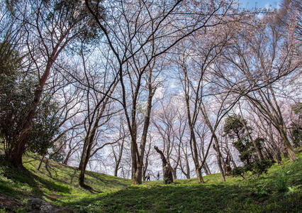 山形城堡卡霍公园的樱花