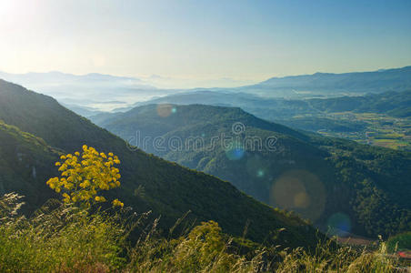 早晨 植物 范围 太阳 郁郁葱葱 天空 场景 自然 风景