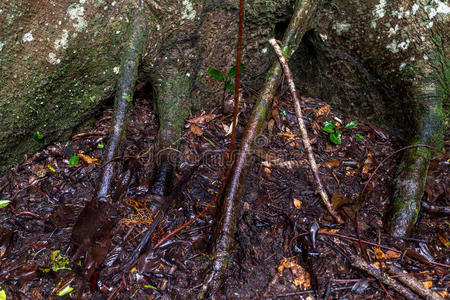 分支 植物 生态系统 锡巴 国家的 木棉 赤道 保护 丛林