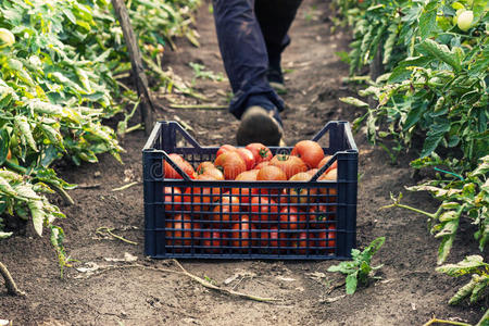 年轻的男农民在种植园里捡新鲜的西红柿
