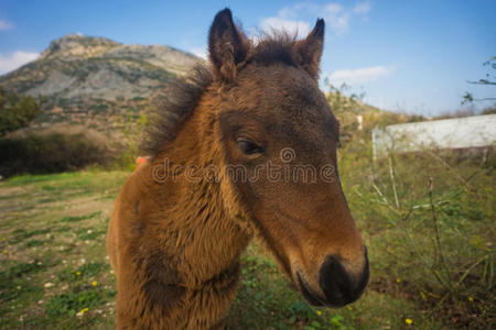 夏天 动物 联盟 地中海 乡村 偶蹄动物 美丽的 希腊 自然
