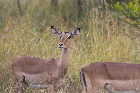 黑斑羚 巴克 荒野 动物群 南方 羚羊 自然 动物 瞪羚