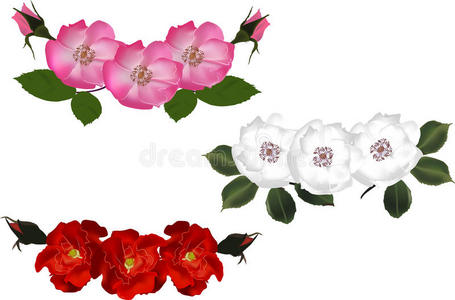 自然 玫瑰 粉红色 插图 花的 植物 紫色 开花 概述 植物区系