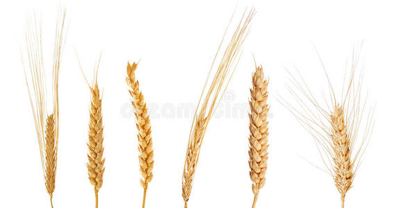 自然 谷类食品 种子 面包 食物 玉米 小麦 粮食 收集