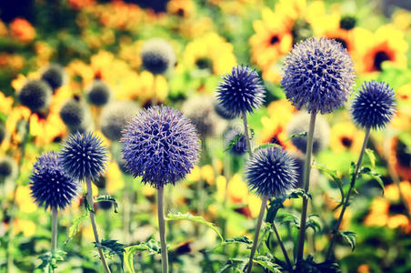 生物学 花园 自然 国家的 开花 草本植物 乡村 生活 草地