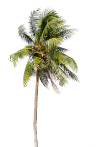椰子棕榈树，可可绿叶分离