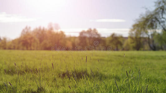 生长 草坪 风景 太阳 季节 场景 领域 下午 农业 土地