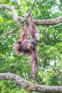 森林 动物 可爱的 马来西亚 科塔 眼睛 自然 出生 猴子