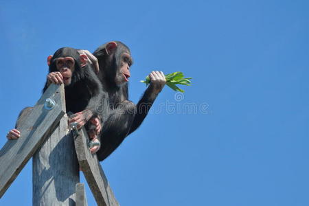 圈地 天空 动物园 哺乳动物 猴子 家庭 可爱的 自然 高的