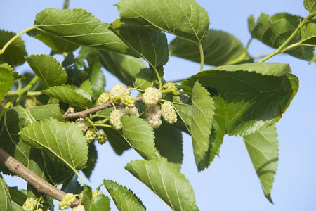 健康 营养 树叶 产品 植物 浆果 季节 水果 食物 自然