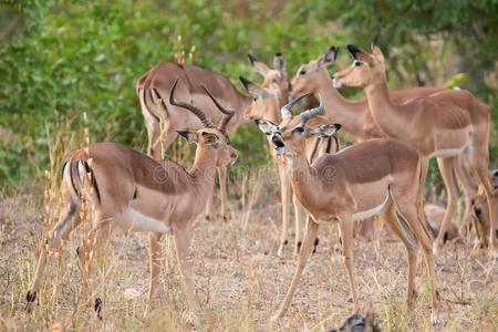 两只雄性黑斑羚为争夺最佳领地的牧群而战
