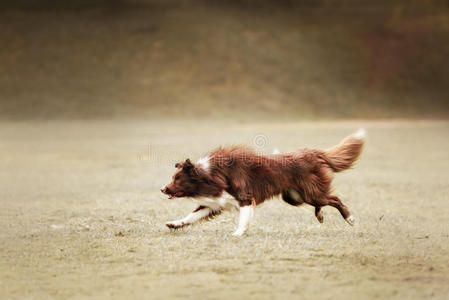 边境牧羊犬抓飞盘