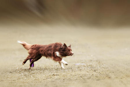 边境牧羊犬抓飞盘