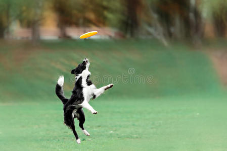 边境牧羊犬抓飞盘