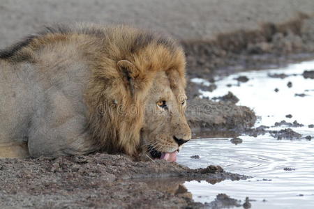 狮子座 狮子 栖息地 马赛 动物 非洲 猫科动物 奥卡万戈