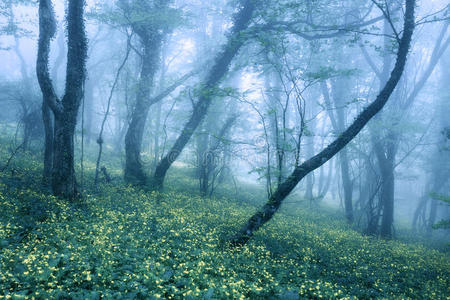 树叶 落下 自然 童话 幻想 神秘 风景 神秘的 地面 魔术