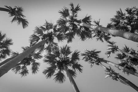 旅行 自然 椰子 棕榈 长的 单色 天空