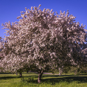 微信头像春天的树开花图片