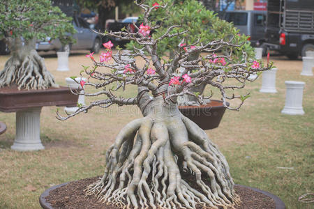 关闭大腺体树在植物竞赛博览会上的纳科恩普姆，泰国