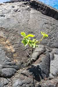 火山口 植被 夏威夷 公园 美国 植物 流量 熔岩 小苗