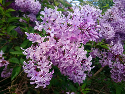 紫色 自然 花瓣 夏天 灌木 丁香花 植物 盛开 春天 集中