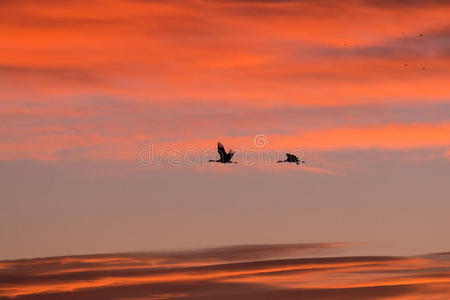 飞行 新的 日落 鸟类 轮廓 德尔 西北地区 水禽 野生动物